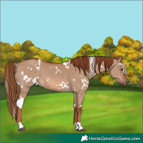 Horse Color:White Spotted Red Dun 