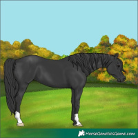 Horse Color:Black 