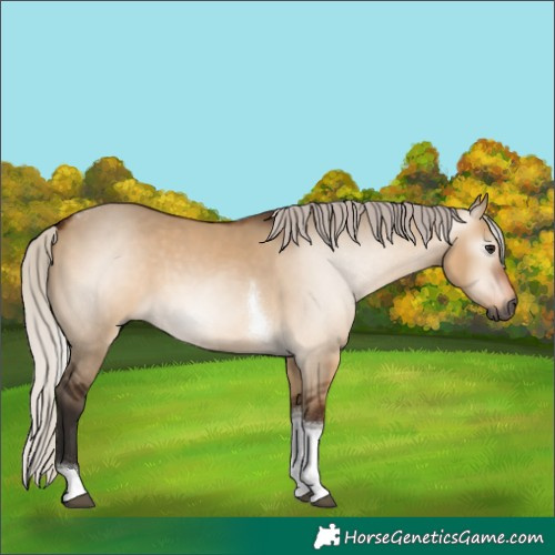 Horse Color:Gray Silver Bay Dun Tobiano 
