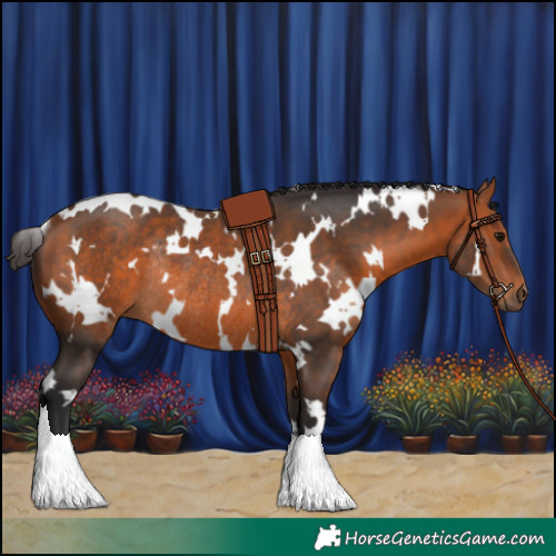 Horse Color:White Spotted Bay Rabicano 