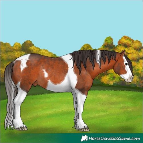 Horse Color:Bay Splash Tobiano Rabicano 