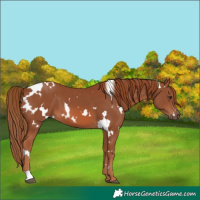 Horse Color:White Spotted Chestnut 