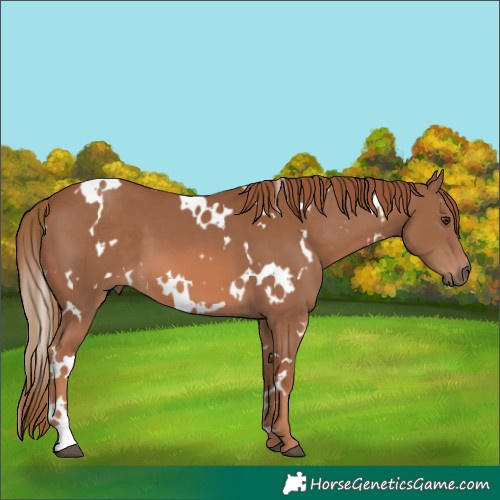 Horse Color:White Spotted Chestnut 