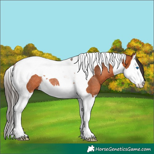 Horse Color:Bay Splash Tobiano Rabicano 