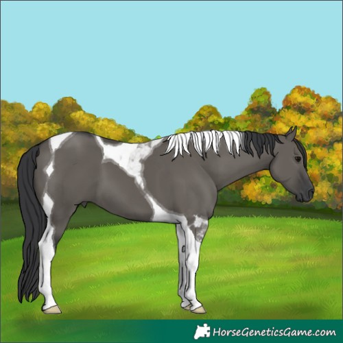 Horse Color:Grullo Tobiano 