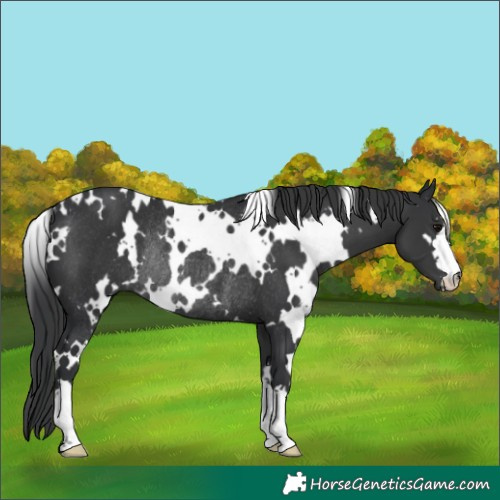 Horse Color:White Spotted Black Rabicano 