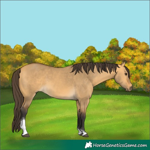 Horse Color:Buckskin Dun Tobiano 