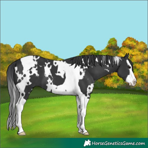 Horse Color:White Spotted Black Splash Tobiano 