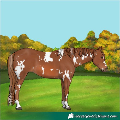 Horse Color:White Spotted Chestnut 