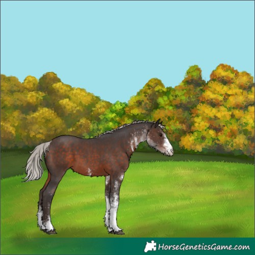 Horse Color:White Spotted Silver Brown Tobiano 