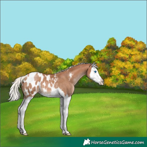 Horse Color:Silver Black Pearl Sabino Splash Appaloosa 