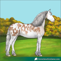 Horse Color:Silver Black Pearl Sabino Splash Appaloosa 