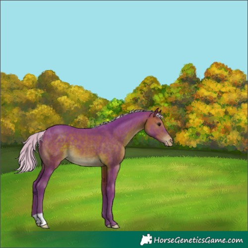 Horse Color:Watercolor Silver Brown Appaloosa 