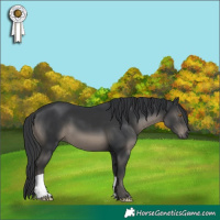 Horse Color:Black 