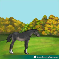 Horse Color:Black 