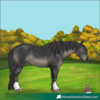 Horse Color:Black 