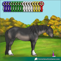 Horse Color:Black 