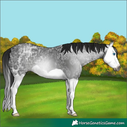 Horse Color:Gray Black Ice Splash
