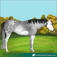 Horse Color:Gray Black Ice Splash 