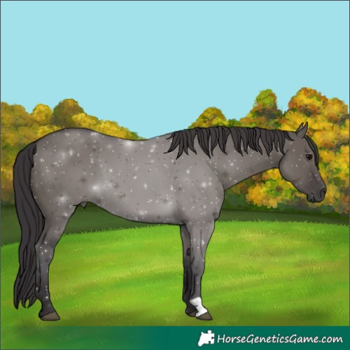 Horse Color:Smoky Grullo