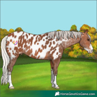 Horse Color:Silver Bay Sabino Near Leopard Rabicano 
