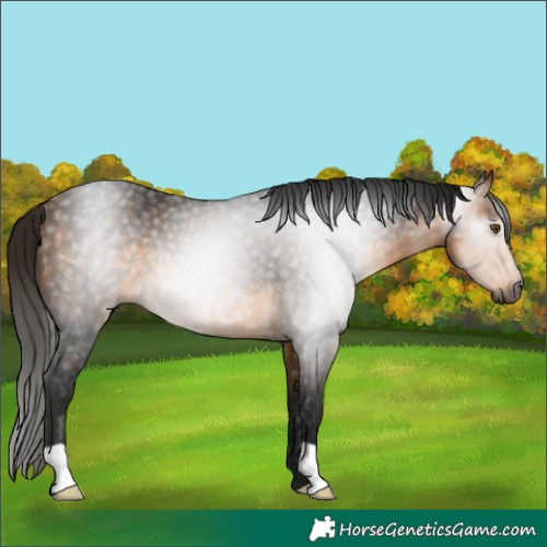 Horse Color:Gray Buckskin Rabicano