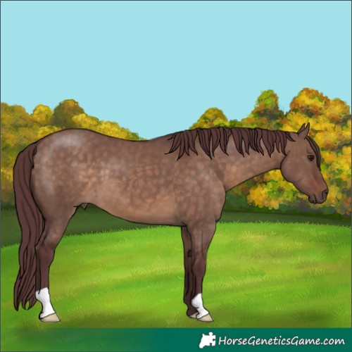 Horse Color:Chocolate Brown Dun 