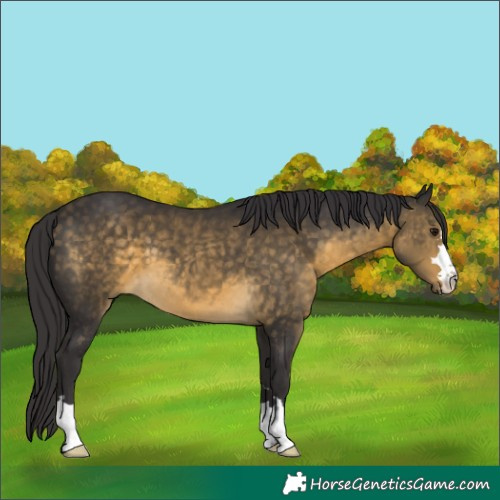Horse Color:Buckskin 