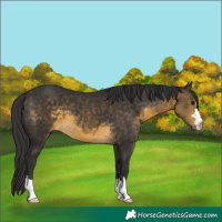 Horse Color:Buckskin 