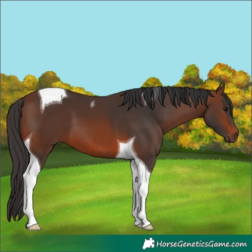 Horse Color:Brown Tobiano 