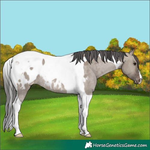 Horse Color:Brown Dun Tobiano Appaloosa Rabicano 