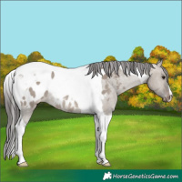 Horse Color:Brown Dun Tobiano Appaloosa Rabicano 