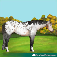 Horse Color:Gray Buckskin Near Leopard 