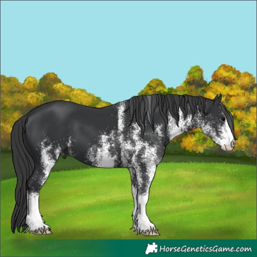 Horse Color:White Spotted Black 
