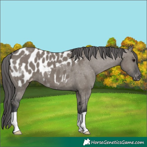 Horse Color:Grullo Appaloosa
