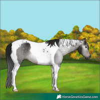 Horse Color:Gray Brown Tobiano 