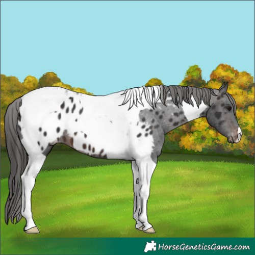 Horse Color:Brown Tobiano Appaloosa 