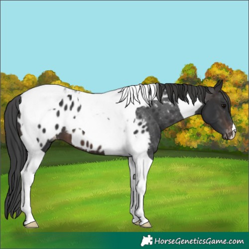 Horse Color:Brown Tobiano Appaloosa
