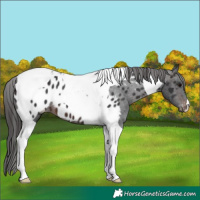 Horse Color:Brown Tobiano Appaloosa