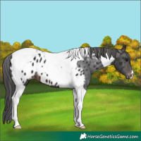 Horse Color:Brown Tobiano Appaloosa 