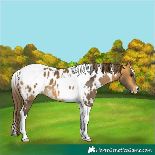 Horse Color:White Spotted Buckskin Tobiano Appaloosa
