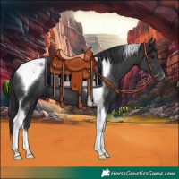 Horse Color:Black Tobiano 
