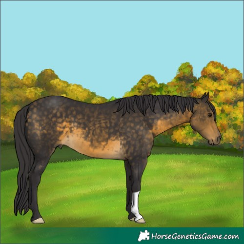Horse Color:Buckskin 