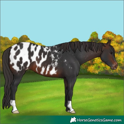 Horse Color:Brown Appaloosa 