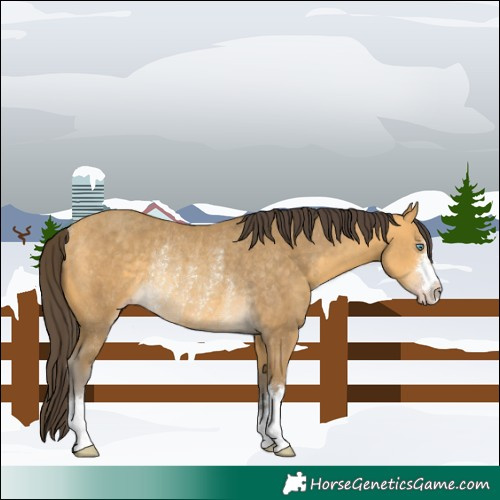 Horse Color:Sable Cream Champagne Rabicano 