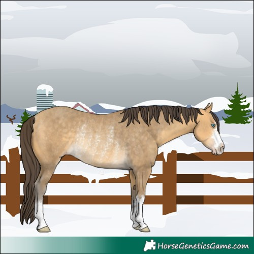 Horse Color:Sable Cream Champagne Rabicano 