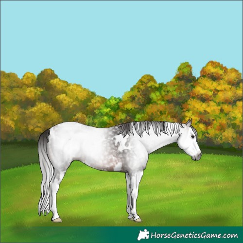 Horse Color:Gray White Spotted Bay Splash Rabicano