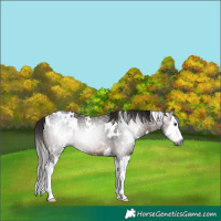 Horse Color:Gray White Spotted Bay Splash Rabicano 