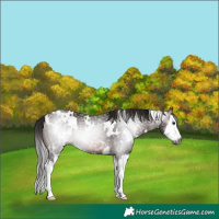 Horse Color:Gray White Spotted Bay Splash Rabicano 