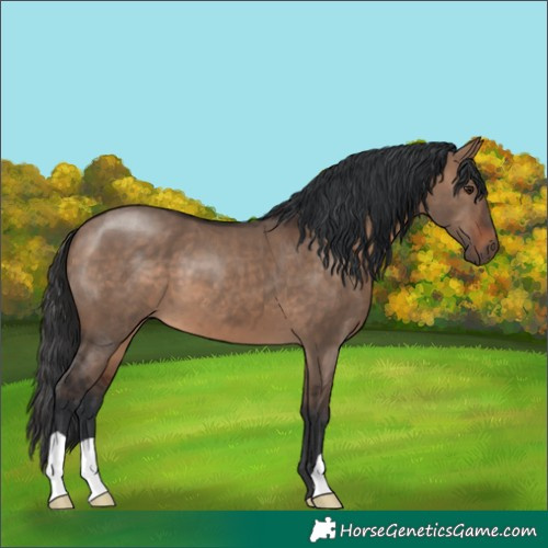 Horse Color:Brown Dun